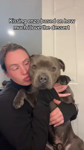 We love dessert #staffordshirebullterrier #staffy #staffordshire #puppy #puppylove #puppylife #puppygram #puppyoftheday #cute #cuteanimals #cutedogs #fyp #fypシ #fypage 