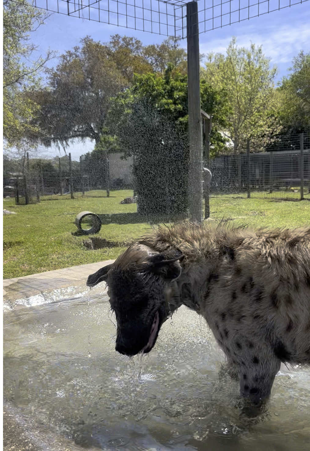 Summer is finally back 💦 #hyena #happyhyena #summervibes #poolday #zookeeperlife #zookeeper #zoolife