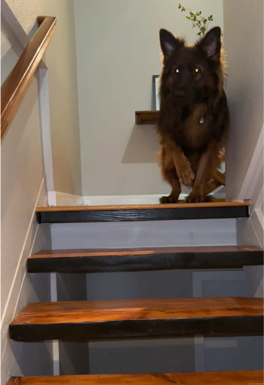 Kevin recently became scared of going up and down the stairs. I’ll start with grooming his paws then perhaps adding stair treads. Going up is harder for him than going down. #gsd #germanshepherd #dog #pet 