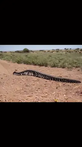 #duet with @El planeta de Edmunds #arthropleura 