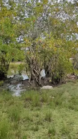 Omg, crocodile 🐊 is so big. ##animals #wildlife #crocodiles 