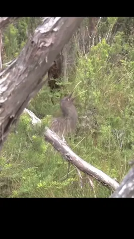 The sound of the kiwi bird #fyp #animal #arctic #bird #birdsounds 