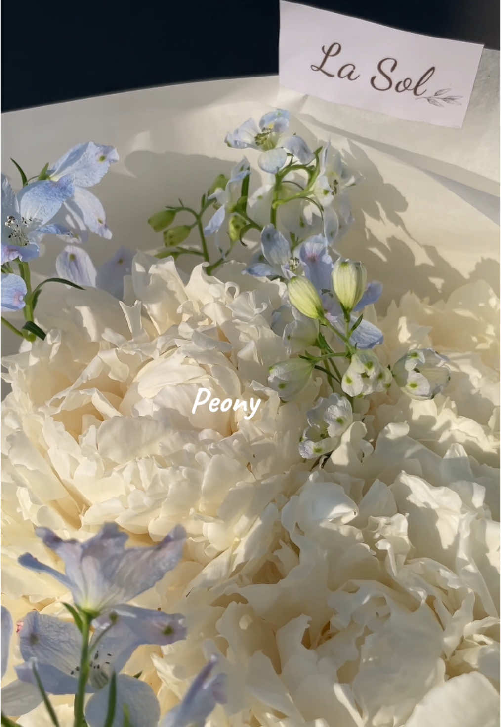 Đã vào mùa Peony rồi Nàng ơi #lasol  #fyp  #viral  #peony  #peonybouquet  #maudon  #hoamaudon 