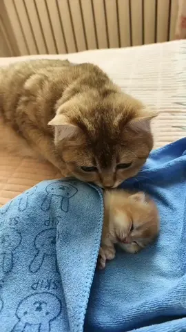 Mom’s like ‘I made dis’ 👉😌👈 … dis is mine now. #cutecat #pets #cats #kitten 