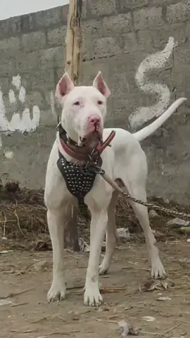 #gulldong #bully #gullterrier #bullykutta🔥😎  #pk #pakistan #k9 