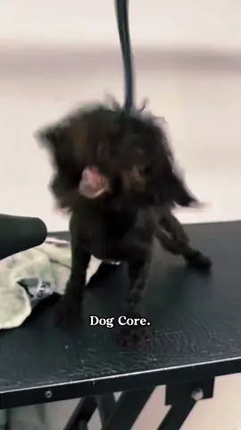Dog sneezes are so cute#dog #funnyvideo #puppytiktok #puppy #cutedog #lovely #dogsoftiktok 