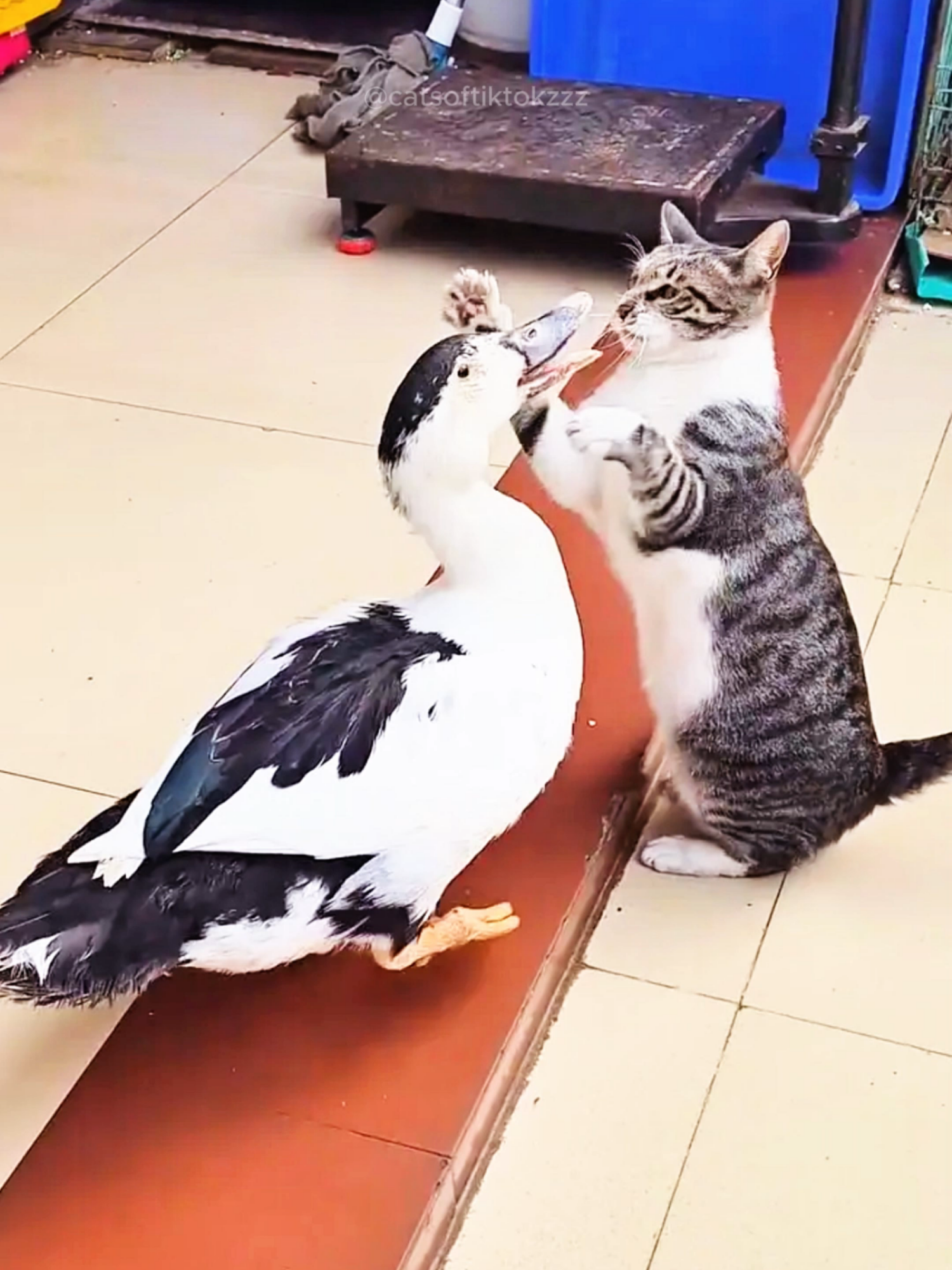 Funny Cat Videos episode 453 #funny #funnyvideos #animals #funnyanimals #cat #funnycat #catsoftiktok #funnypets #fyp #foryou #🤣🤣🤣