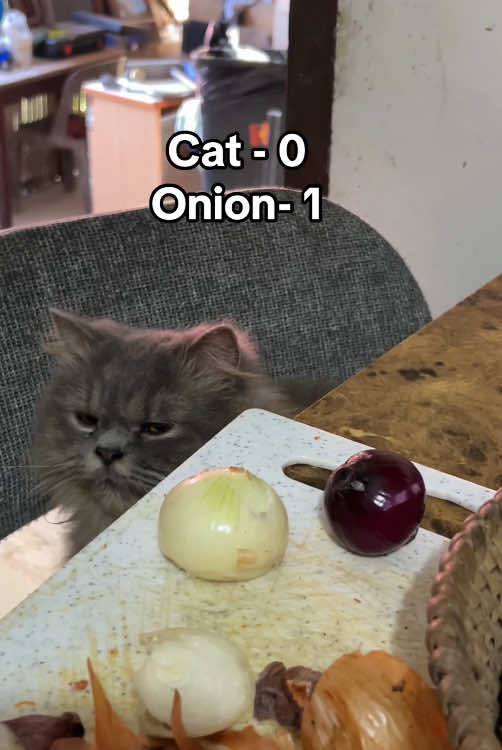 Kitten saw cutting onions for the first time 😿😿 #funnycat #cute #kitten #fyp #pet #catsoftiktiok 
