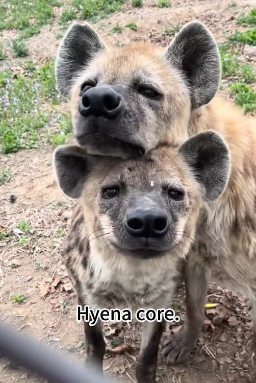 Hyena core.#hyena #hyenas #hyenasoftiktok #cuteanimals #funnyanimals #fun #foryour #fyp #fypシ 