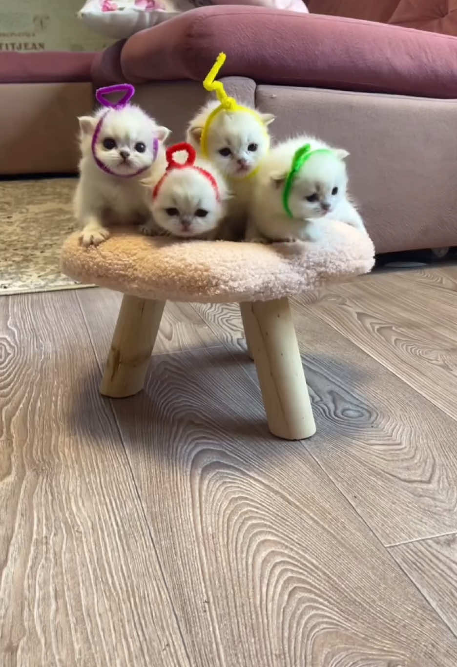 Rate the cuteness 🥹 #catcostume #petlovers #petoutfit #cats #petcostume #catlover 