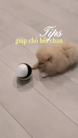 Mẹ đi làm vắng nhà nên phải tìm robot chơi với con🥹🥲 #pom #mochi #nuoicho #bikip #xuhuong #viral 