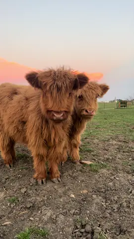 Find beauty even in the tiniest things 💕✨ #texas #cows #highlandcow #farmlife #Love #cutie #babyanimals #cattle #farmanimals #fluffy #fluffycows #homestead #tiktok #cowsofinstagram #cuddlycows #farm #animals #nature #cute #funnyanimals #farmtok #fluffycowfriday #scottishhighland 
