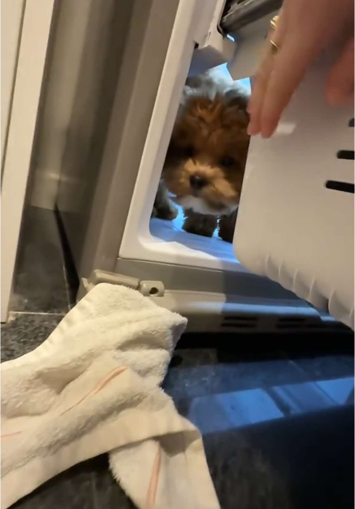 So Michael snuck in and got stuck in the freezer #fyp #CapCut #michaelscott #puppy #fypツ #2025 #shihpoo #dogsoftiktok #dog #puppytiktok  #foryourpage #trending #fypシ #puppylove #puppylife #foryoupage 