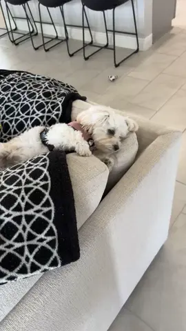 Favorite spot for a lazy day…🐾💕 #fyp #dogtiktok #dogmom #maltipoo #dogsoftiktok #puppiesoftiktok #puppytiktok #maltipoosoftiktok #puppylife #girldog #cutestpuppy #maltipoopuppy #viralpuppy #loveher #bestie #sweetpuppy #cutepuppy #doglife #puppytok #lazyday 