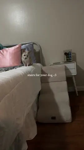got tiffany some stairs 🐶💅🏼 @Made4pets-us #dogstairs #made4pets #ad #stairs #stairsfordogs #chihuahua #frenchie #frenchbulldog #dogs #bernice #bernicesgrwms #berniceemichellee #creatorsearchinsights 