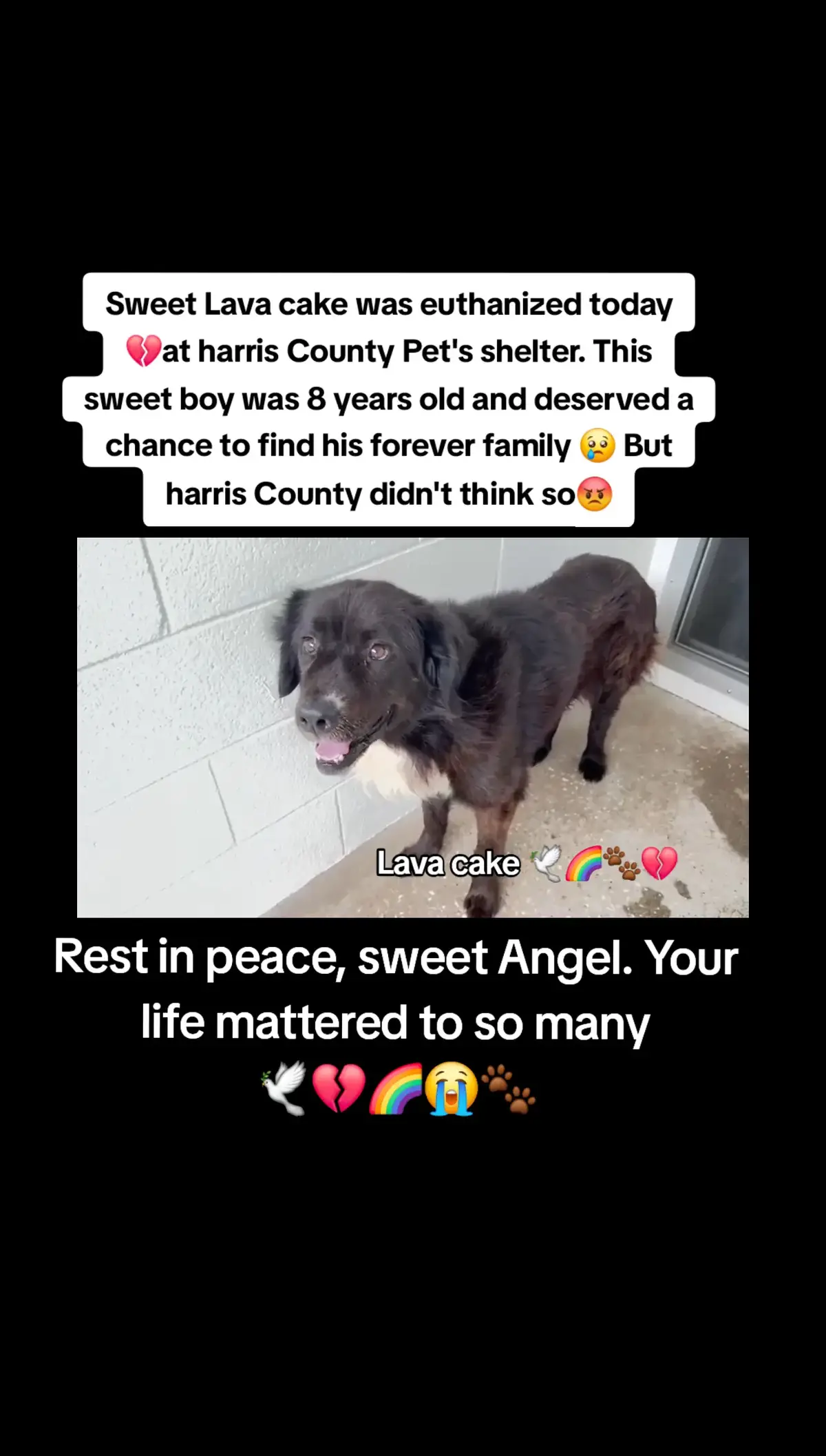 Sweet Lava cake was one of 14 amazing healthy dogs that lost their lives today at harris County Pet's shelter in Houston texas 💔 REST IN PEACE SWEET ANGELS YOUR LIVES MATTERED TO SO MANY 💔 🕊🌈😭🐾 PLEASE HELP BE THERE VOICE 🙏 😢 😞 PLEASE FOLLOW @Rescue Dog Army  #adopt #rescue #foster #resuedogarmy #savealife #harriscountypets #euthlist #FYP #urgentshelterd #dogsoftiktok #urgent #doggo #hero #help #euthanasia #fosteringsaveslives 