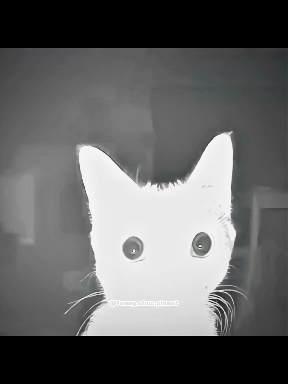 #cat #catsoftiktok 