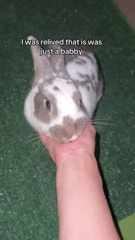 My fat babby #bunny #PetsOfTikTok #fatbaby #buntok
