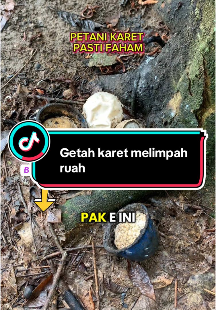 Getah karet banyak#lebaranekstrasale #petanikaret #getahkaret #pupukkaret #karet #pertanian #pupukorganik #petanimuda #aqgreen #petanisukses #petaniindonesia🇮🇩🇮🇩🇮🇩🌿🌿 #petanimudasukses #petanimilenial #petani 
