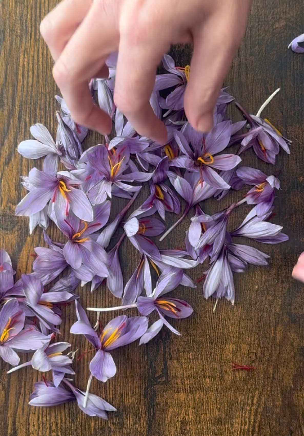 MYTH: You can’t grow saffron in America. TRUTH: That’s what everyone thinks — and it couldn’t be more wrong. Somehow, we’ve all been led to believe saffron is only for faraway countries with ancient traditions and secret climates. But here’s the reality: Saffron grows perfectly in U.S. zones 4-10 Right in the backyard. In a raised bed. Even in a flower pot. No, it’s not a “tropical” plant. No, it doesn’t need a greenhouse. And no — you don’t have to be a master gardener. The only reason people don’t grow it? Because nobody ever told them they could. Well… now you know. Grow the world’s most expensive spice — right at home.