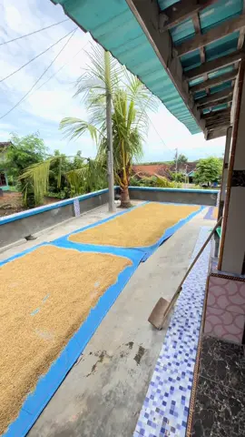 ndang do bodo ndisik cah, aku iseh mepe gabah😂#fyp #padi #panenpadi🌾 