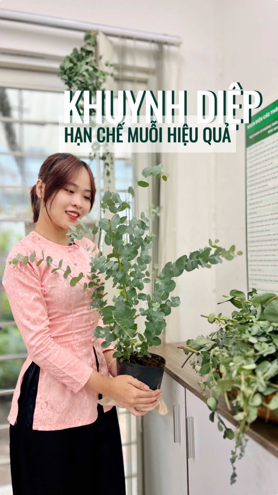 Cây Khuynh diệp vừa đẹp, vừa hữu dụng #hoanglonggarden #khuynhdiep #caydolla #khuynhdieplabac 
