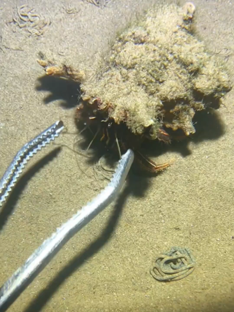 #diving #crab #catchthesea #seaside #seafood #fish #eel #lobster #seangsolofishing