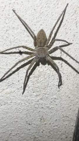 #Spider #🕸️🕷️ 