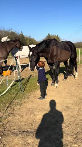Connection from day 1 🤎🐎 #horsesoftiktok #connection #BestFriends #horses #gentlegiant #countryboy 
