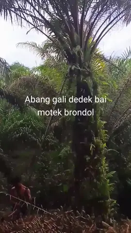 #fyp