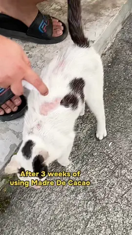Based on my personal experience, effective sya. Not instant pero may result. Road to healing na talaga ang 😻 #madredecacao #catspray #catsoftiktok 