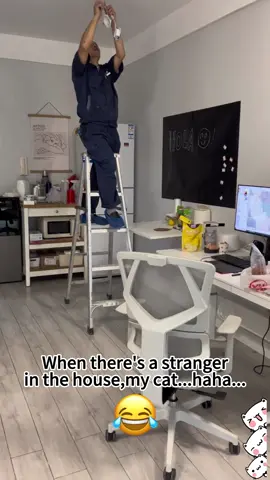 Antisocial cats😂😂#funny #usa #funnyvideos #fpy #catsoftiktok #pet #foryou #catlover 