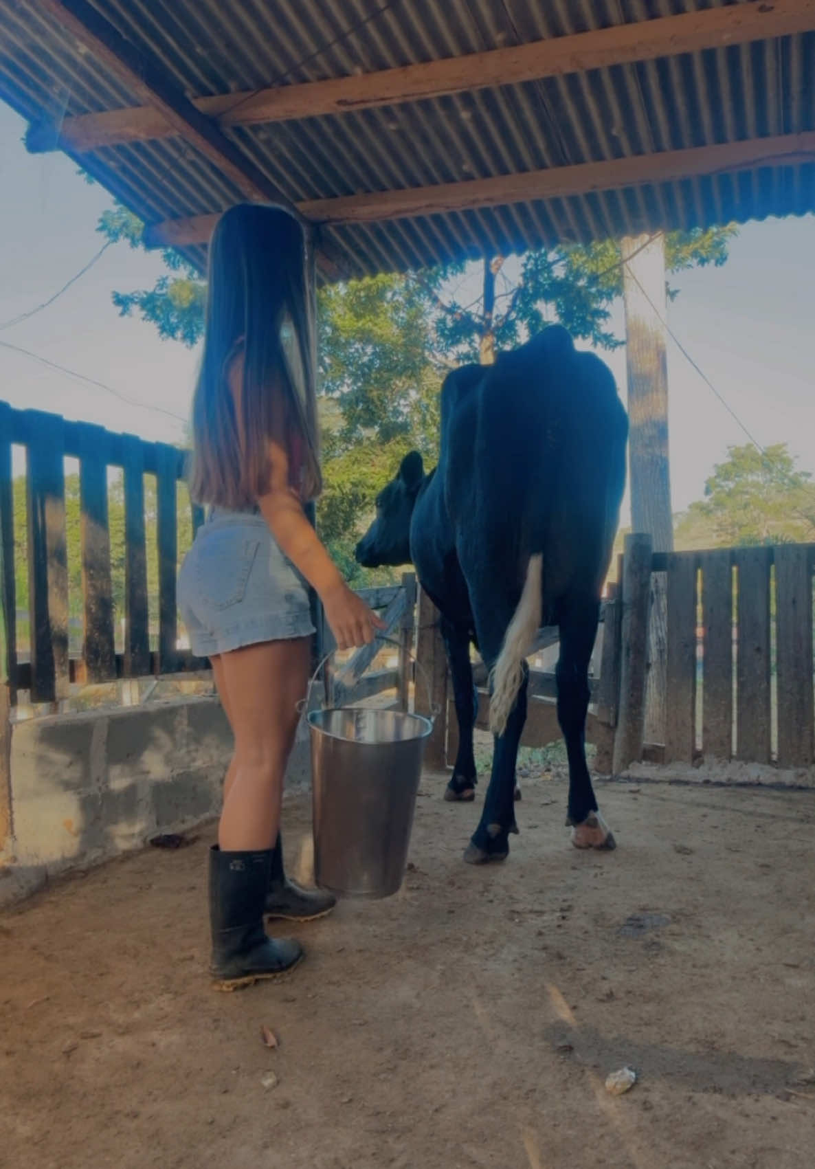 Bom sábado a todos vocês e que Deus os abençoe 🙏🏻🤠🥛🐄 #vaqueira #pecuaria #leite #sertanejo 