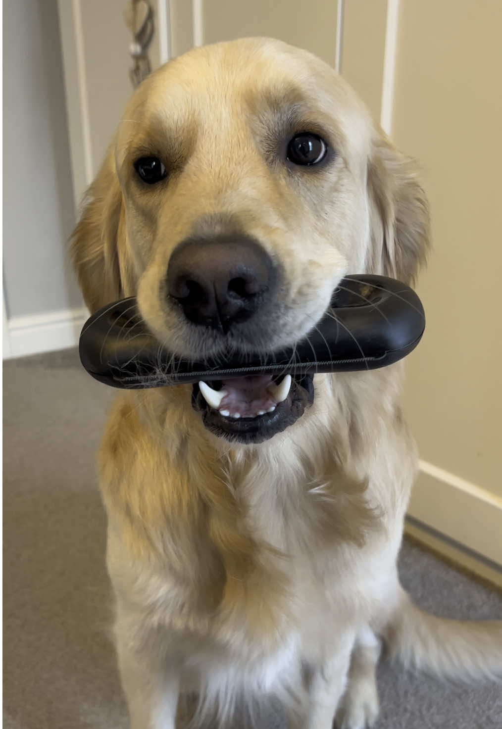 Currently 15% off the groomi! #goldenretriever #groomi #desheddingdog #groomibrush #fyp 