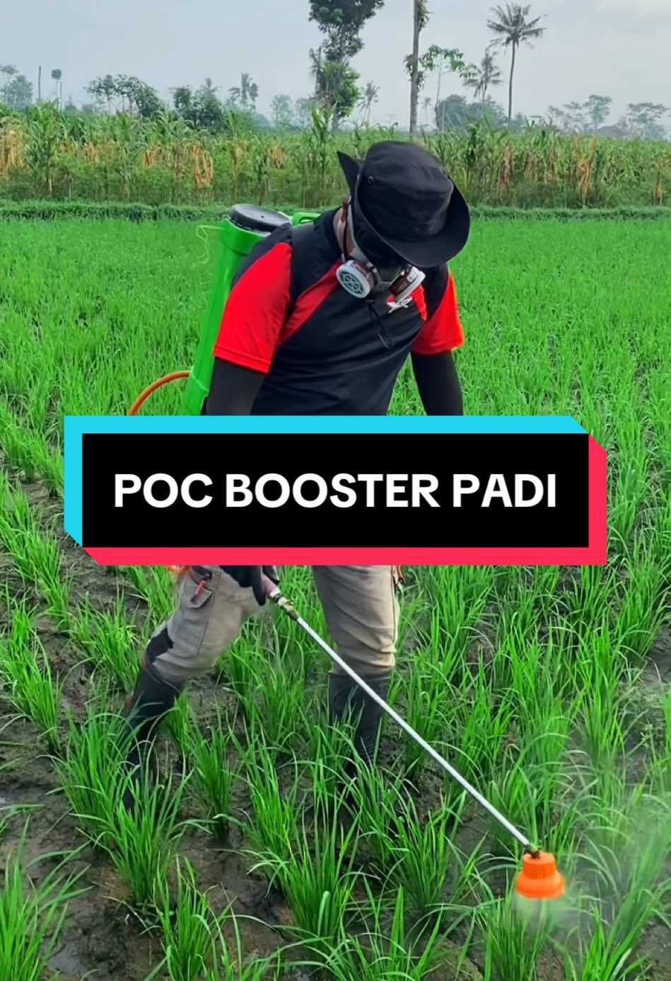 Solusi untuk tanaman padi #petanimillenial #petanimuda #pocboosterpadi 