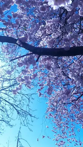 Spring #germany🇩🇪 