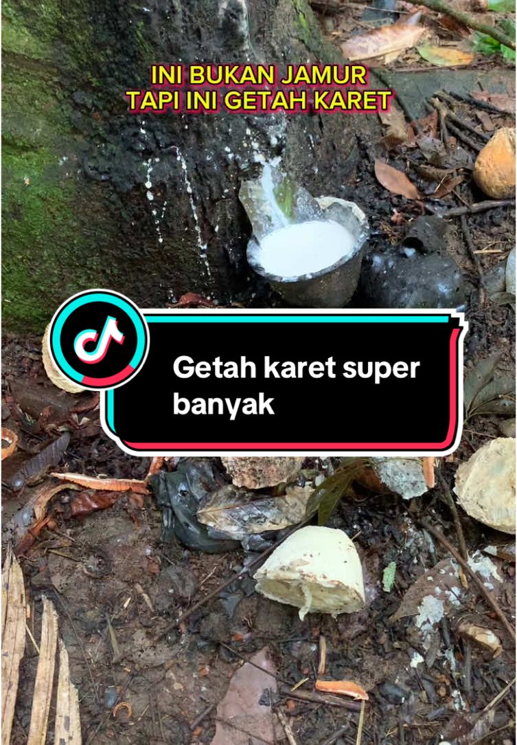 Pupuk kebun katet#lebaranekstrasale #petanikaret #getahkaret #pupukkaret #karet #pertanian #pupukorganik #petanimuda #aqgreen #petanisukses #petaniindonesia🇮🇩🇮🇩🇮🇩🌿🌿 #petanimudasukses #petanimilenial #petani 