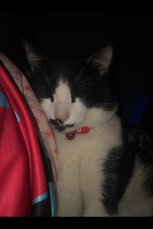 good night na daw sabi ng bebe ko machulet 🥰 #fyp #fyppppppppppppppppppppppp #livephoto #cat #catlover #furmom 