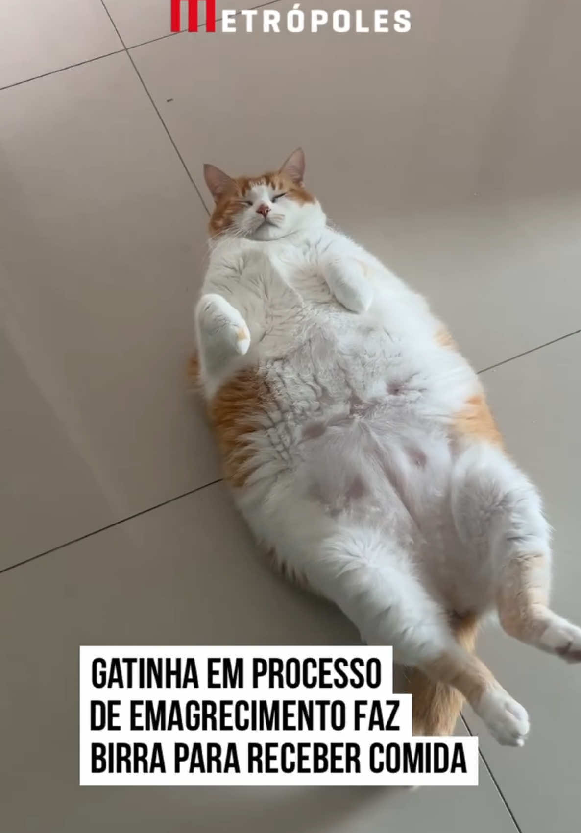 😺😋 Iniciar uma #dieta restritiva nem sempre é fácil. É por isso que uma gatinha em processo de emagrecimento, nada satisfeita com a quantidade de comida que estava recebendo da tutora, resolveu utilizar técnicas de charme e birra para pedir mais comida. Deitada de pernas para cima, ela só se levanta ao ser questionada: “Mina, você quer papá?” O que fariam no lugar da tutora? #tiktoknotícias  📹 _camilacordivaz (ig) | @myhoodbr