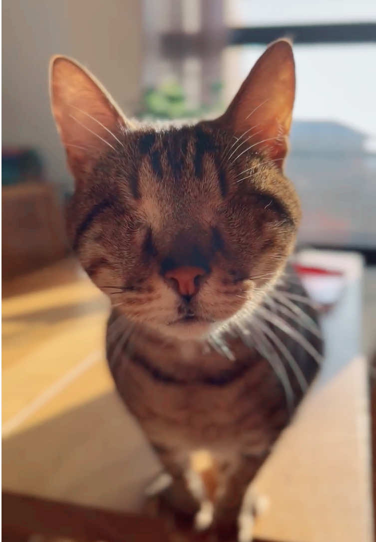 Replying to @Jan Luc Goddard Where are my eyes? Where is your heart? 💔 #blindcat #cat 