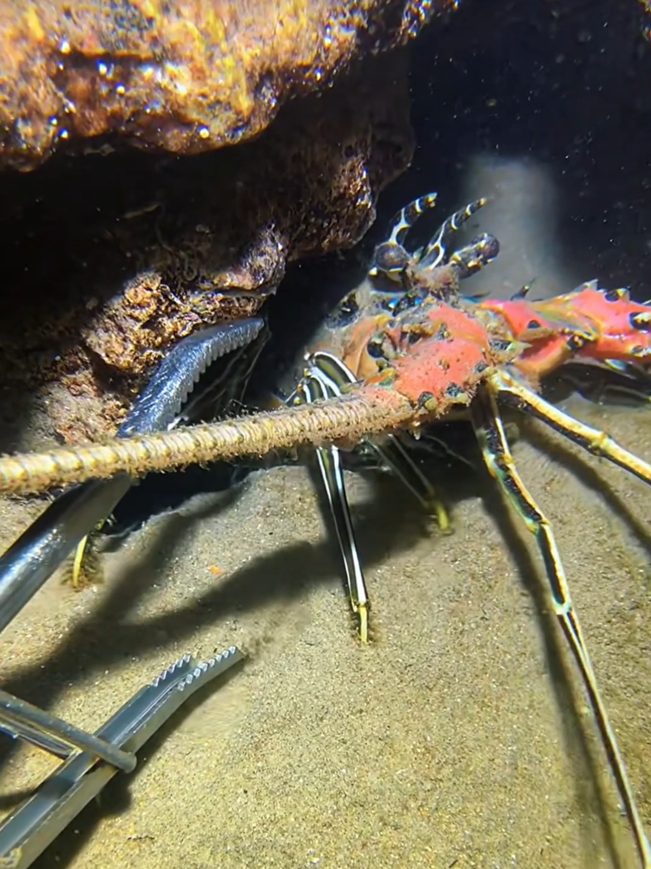 #diving #crab #catchthesea #seaside #seafood #fish #eel #lobster #seangsolofishing