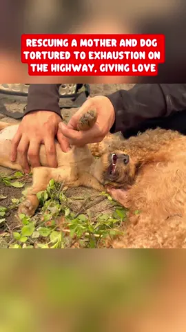 #animals #animal #animalrescue #dog #rescue #rescuedog 