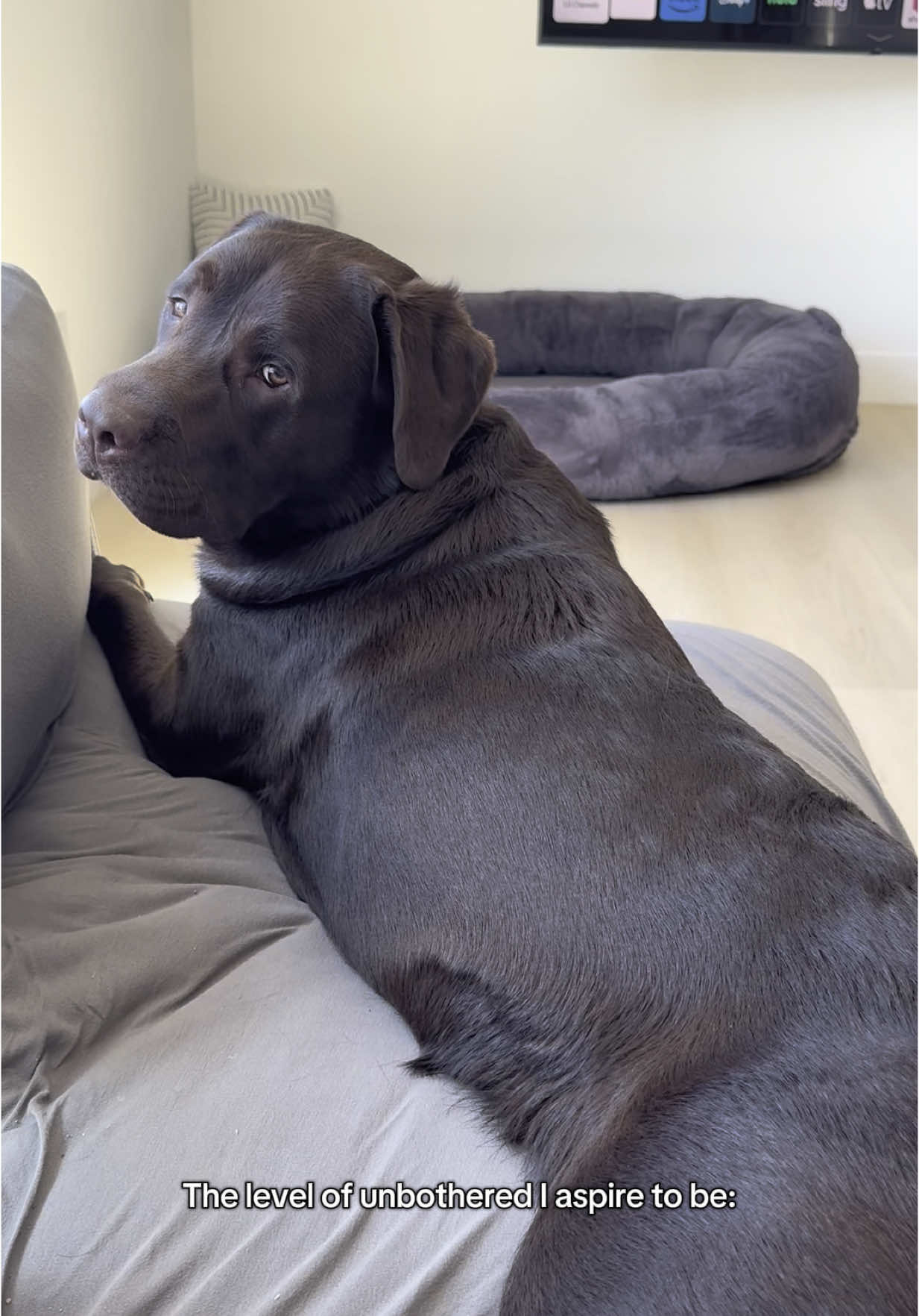 He said nothin to see here carry on  #PetsOfTikTok #labpuppy #labradorretriever #fyp #viral #chocolatelab #1min #longervideos #puppylove #creatorsearchinsights #dogmom #nocares #spoileddog 