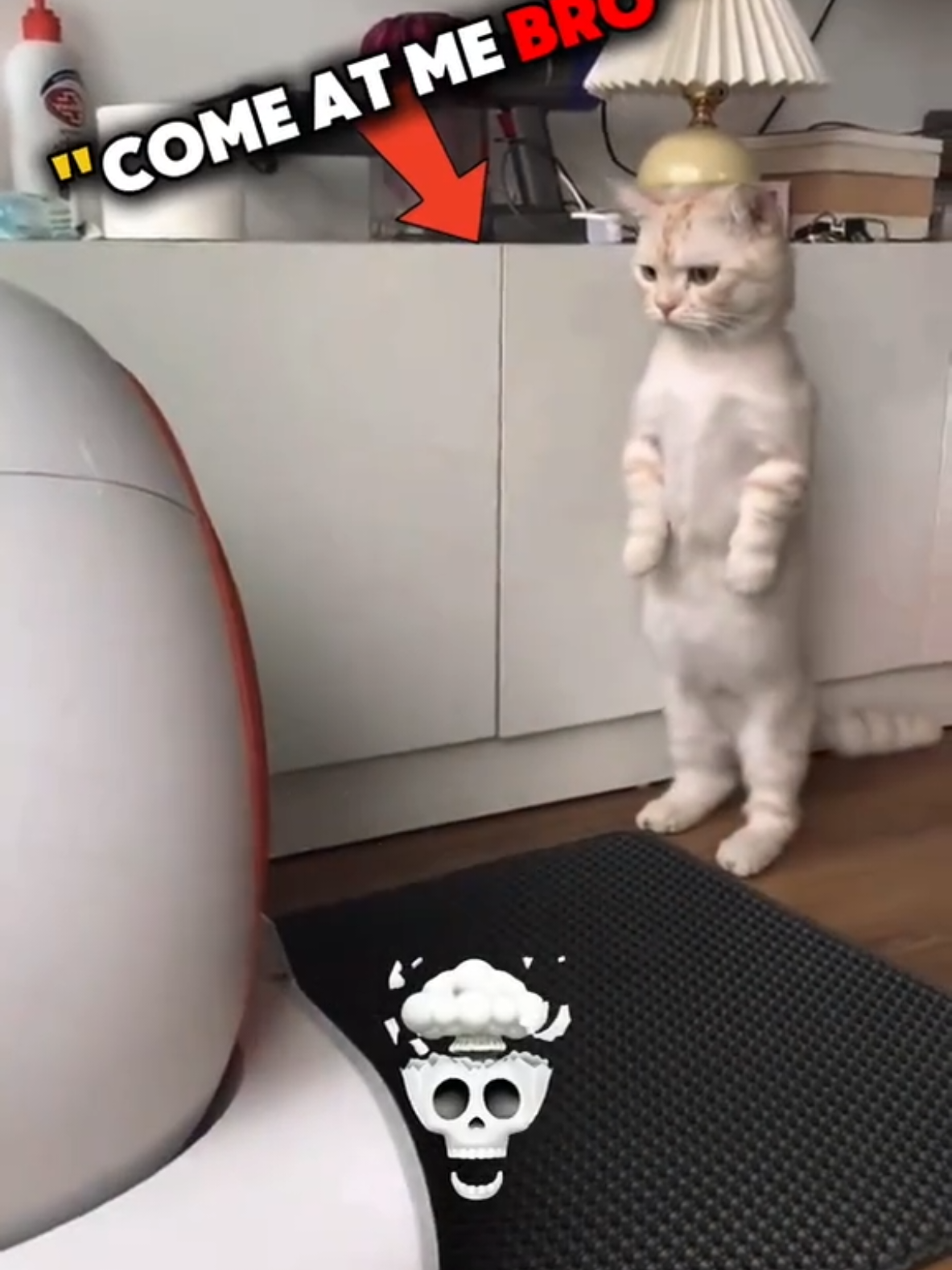 Kung Fu Cats 💀 #trending #skullface #edit #cats #funny #dogs #viral #trending
