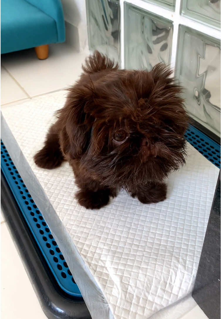 Missão concluída 😆✅ Banheiro inteligente para cachorro;  - Redução do trabalho de limpeza  *mais tempo livre* - Economia com tapetes higiênicos *sem gastos mensais* 📌Para quem não tem acesso a ralo, tem a opção da BAG.  O xixi escorre do tapete e é armazenado na bag, evitando degradação e odores. ⚠️ Utilizando o cupom “DOGTHEO” você tem desconto + FRETE GRÁTIS para todo Brasil + 5% OFF via pix! ✅SATISFAÇÃO DE 100 DIAS  @weasy.br  🚽 USAMOS O TAMANHO “P”.  #cachorro #shihtzu #anim #cachorrosengraçados #cachorros #cachorrosfofos 