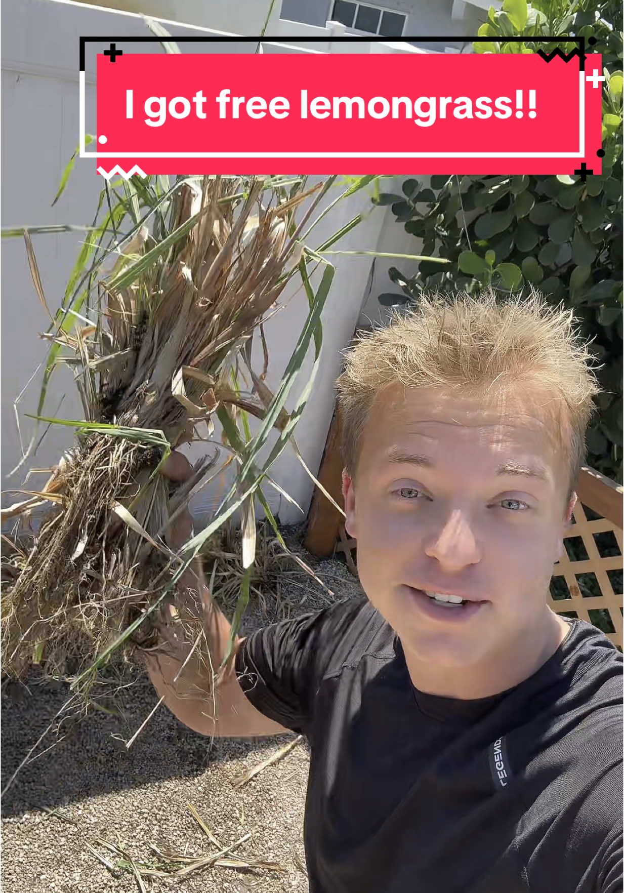 I got free lemongrass for the garden!🪴 #fyp #foryoupage #lemongrass #MetaPartner 