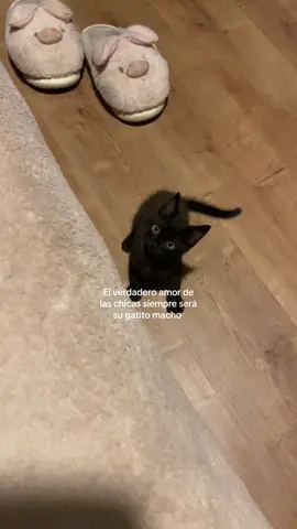 Amo a mi Negrazo #gato #machito #fyppppppppppppppppppppppp #paratiiiiiiiiiiiiiiiiiiiiiiiiiiiiiii #viral_video 