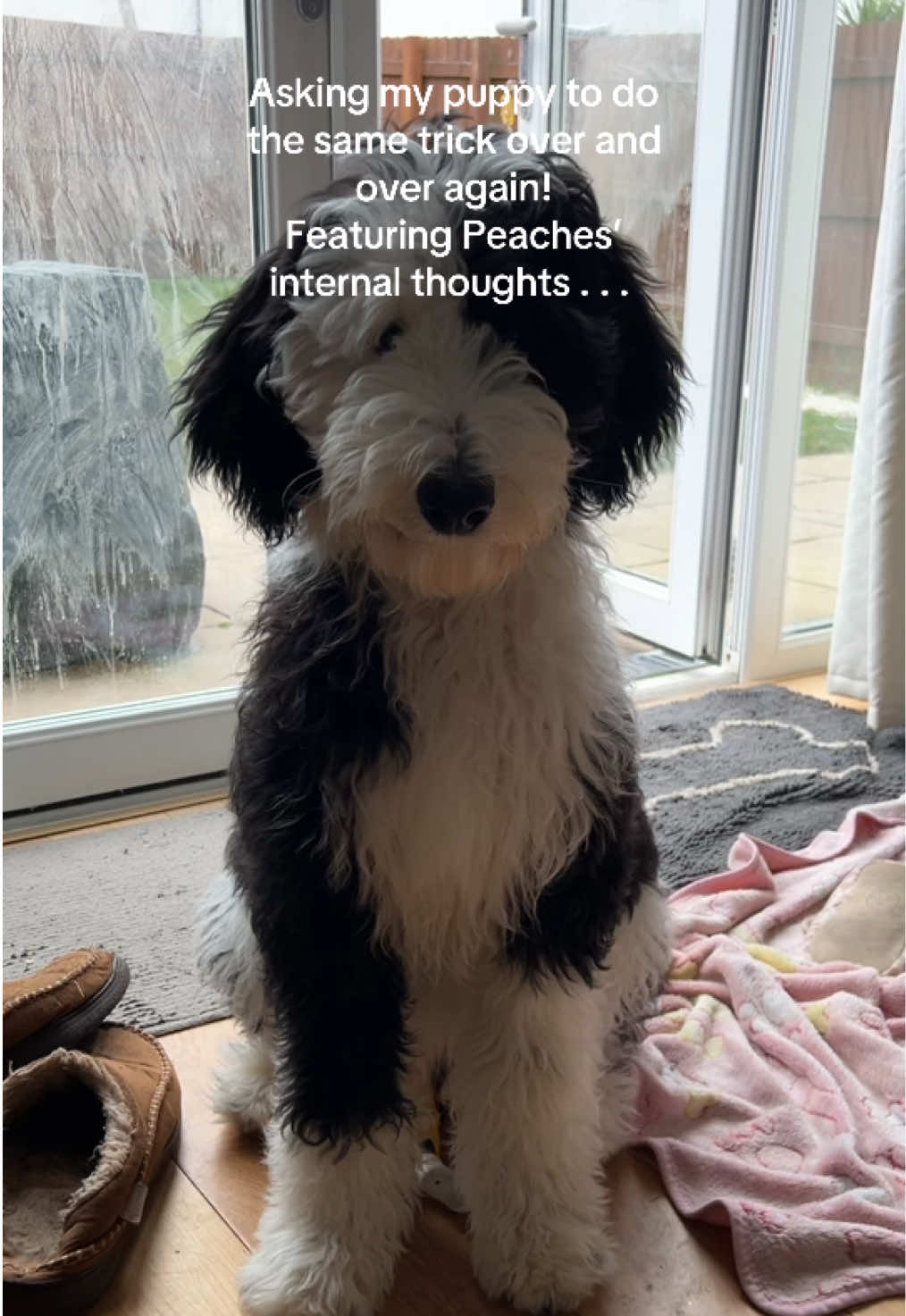 This took many takes 😂 considering she can’t have any treats at the moment I think she did pretty well! #puppy #puppylife #puppymum #dogtricks #dogtrickschallenge #puppyfun #puppytraining #militarywife #militarywifelife 