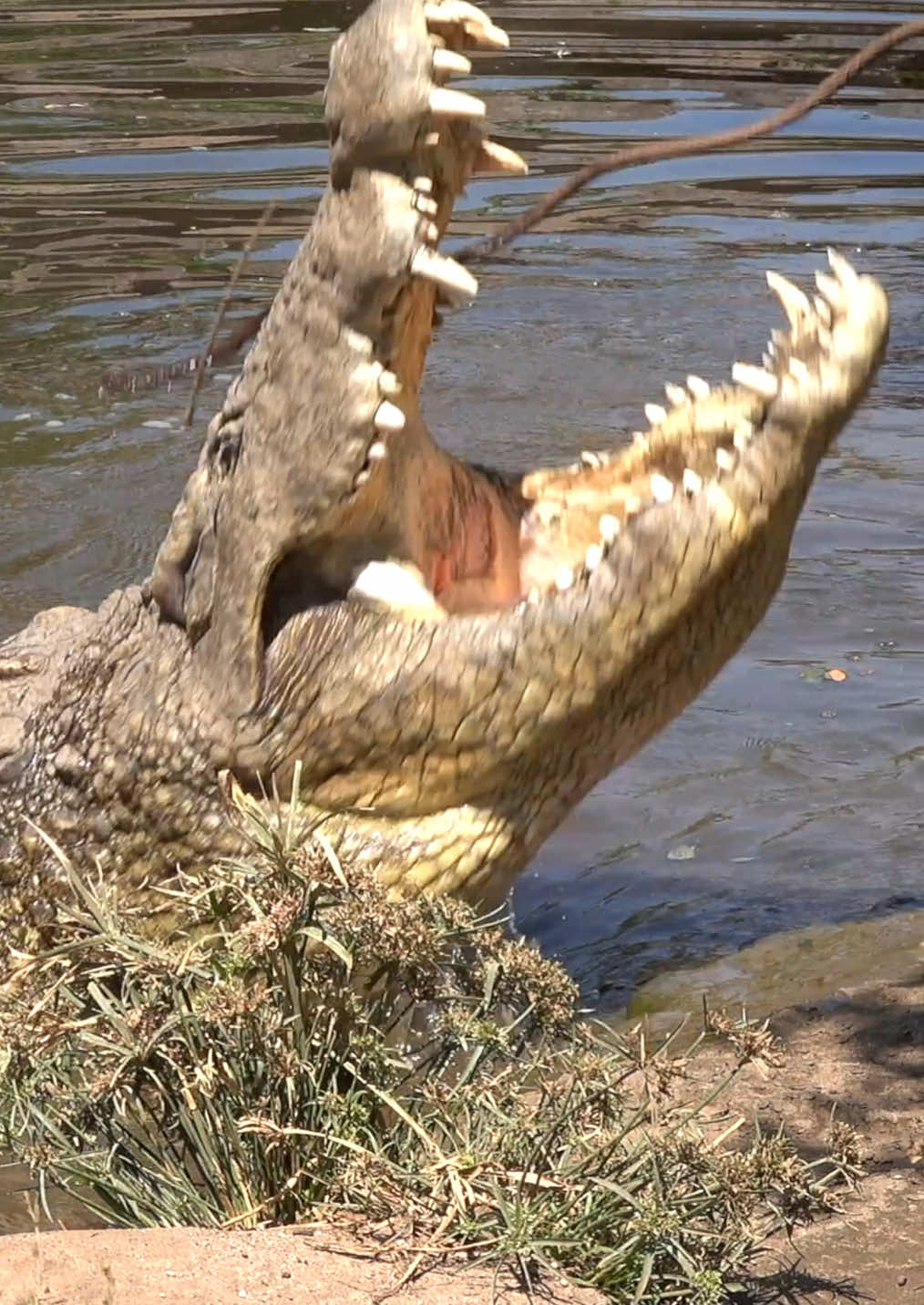 #nilecrocodile #croc #wildlife #africa 