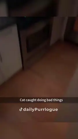 #cat #catsoftiktok #catlovers #cats #funnycats #catlover #funnycat #fyp 